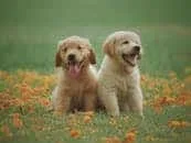Adorable golden retriever puppies sitting in a field of flowers, enjoying a sunny day.