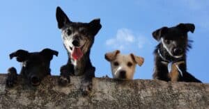 Four playful dogs peek over a wall against a clear blue sky in Mexico.