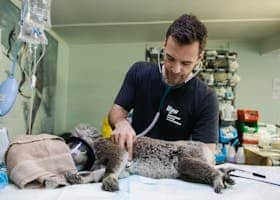 Veterinarian examines a koala in a clinic in Australia.